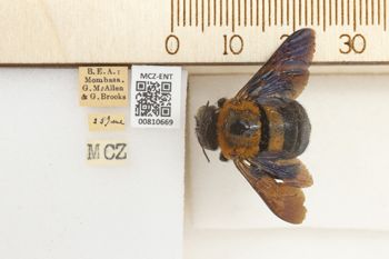 Media type: image;   Entomology 810669 Aspect: labels
